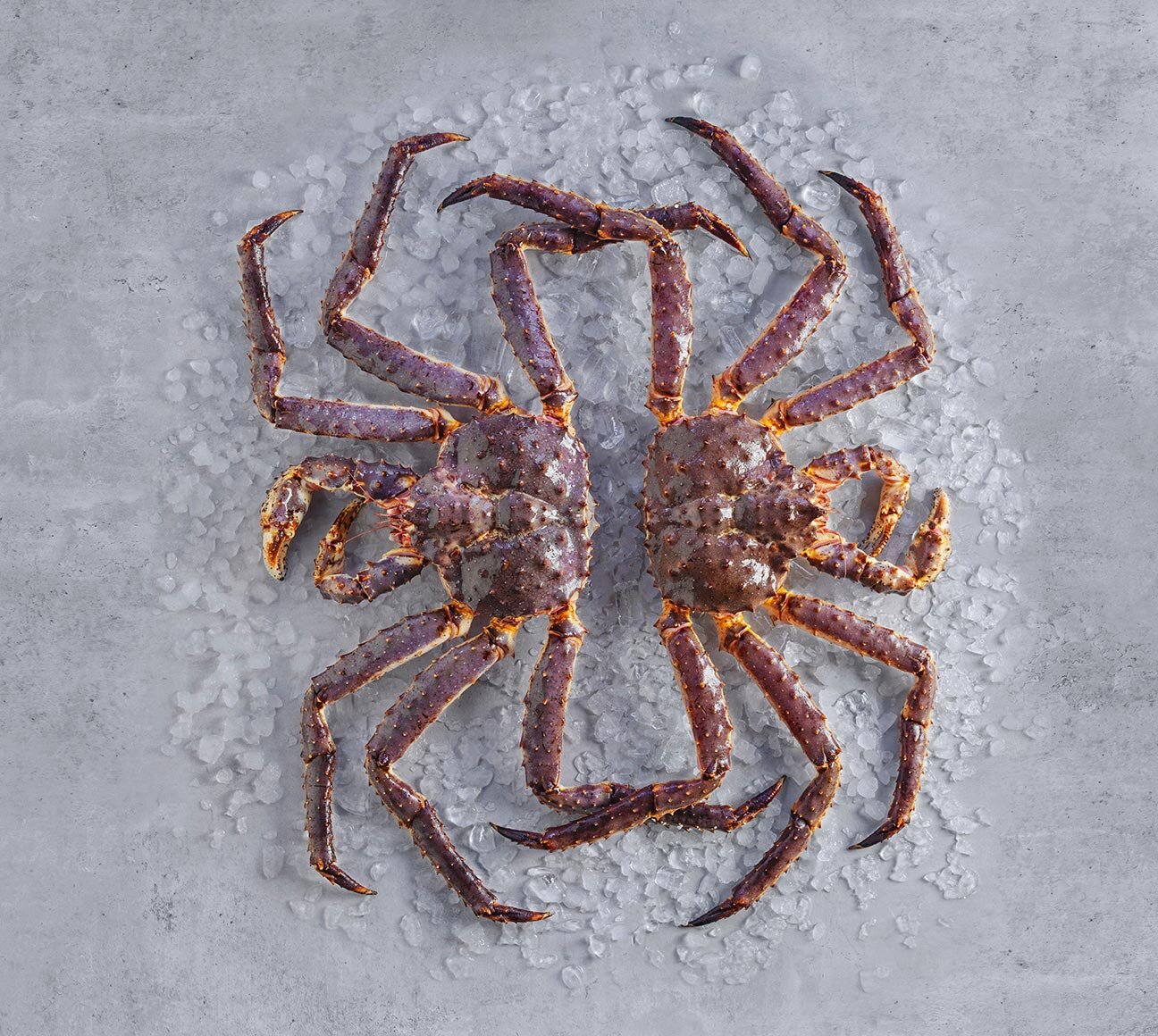 ปูแดงจักรพรรดิ