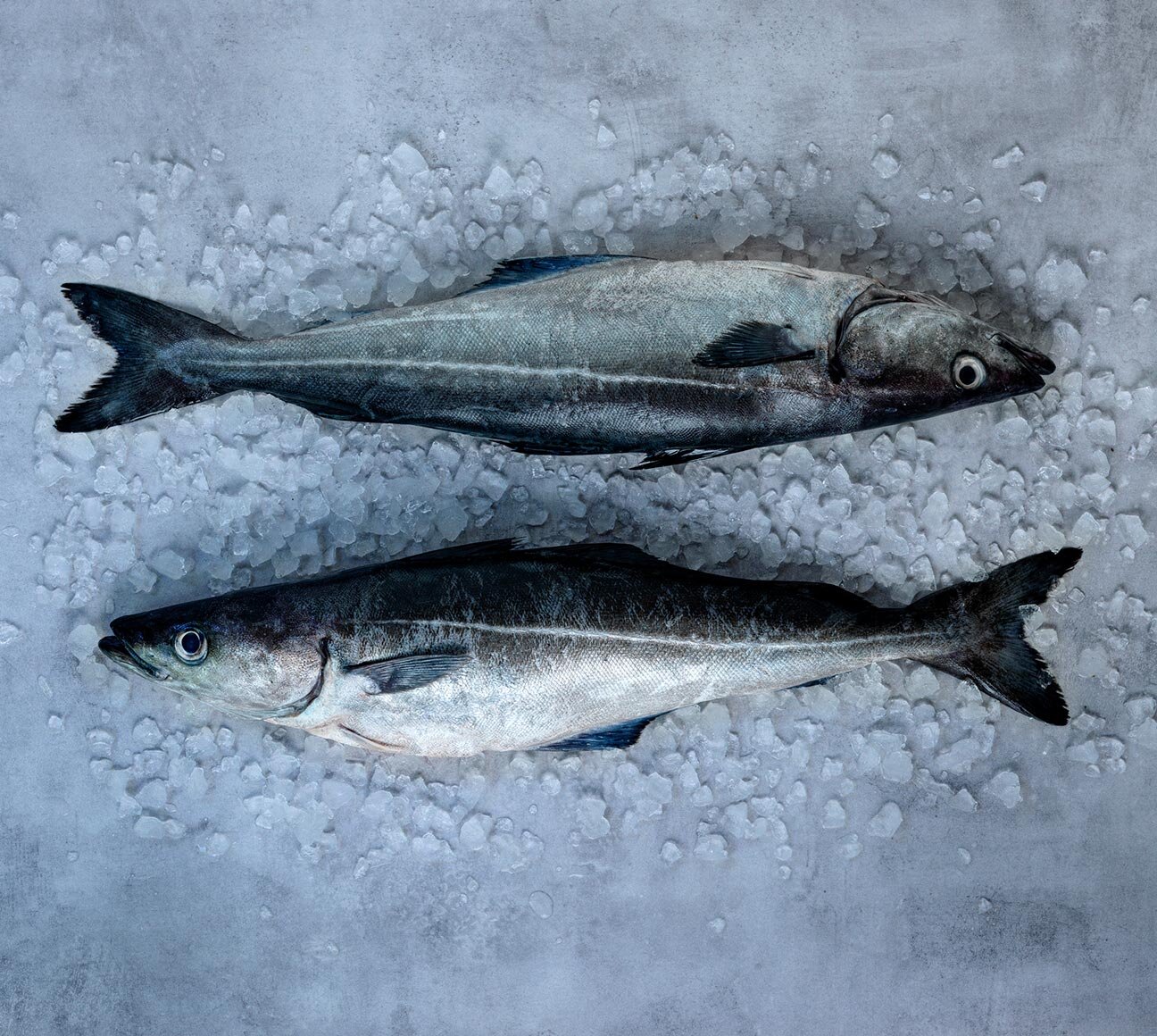 ปลาพอลล็อค