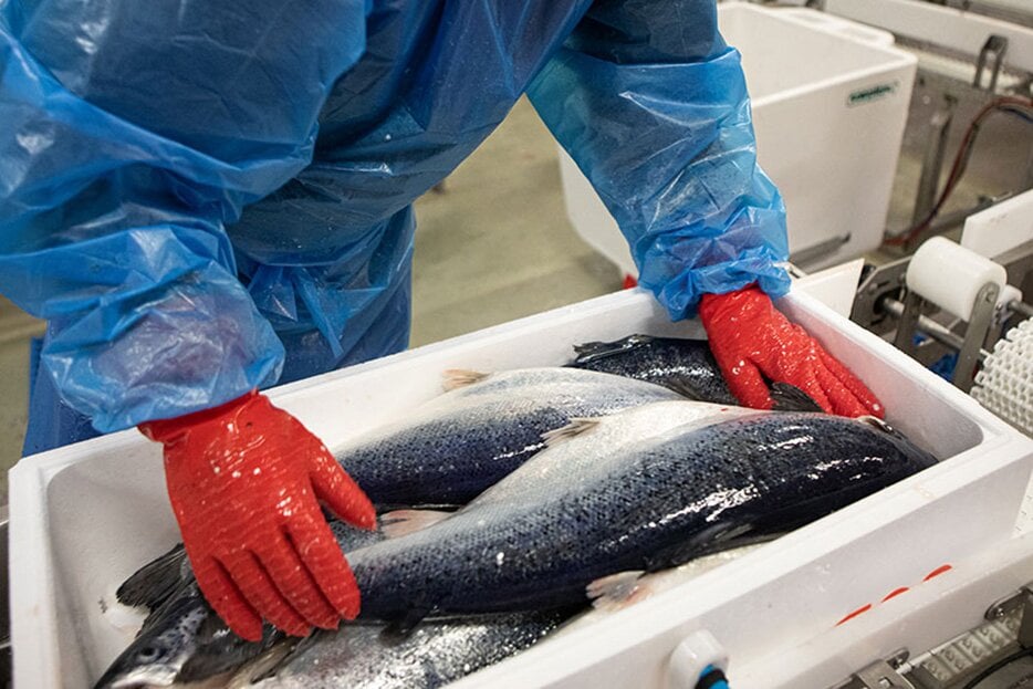 การนำแซลมอนใส่กล่องบรรจุภัณฑ์