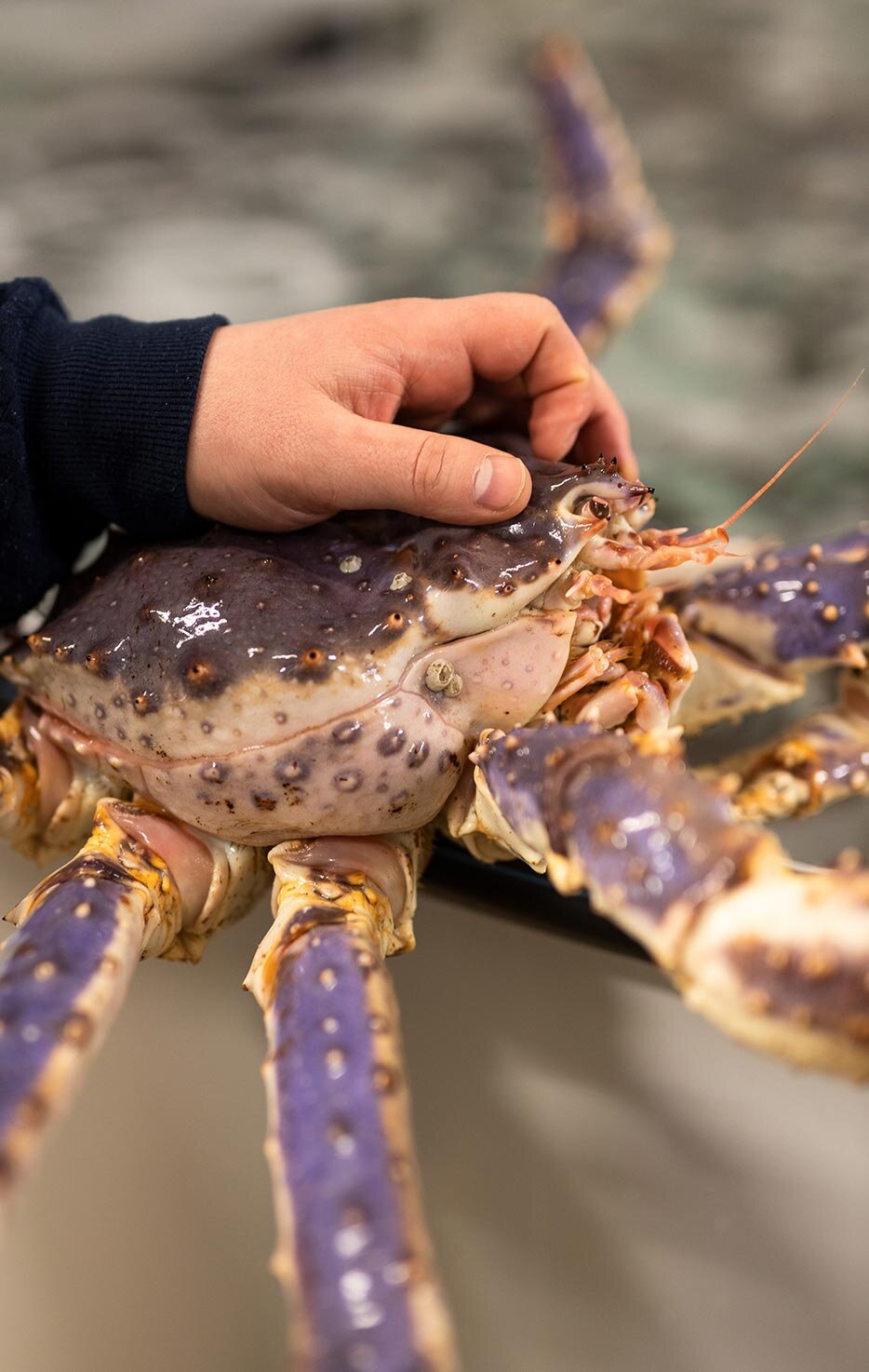 ปูแดงจักรพรรดิ